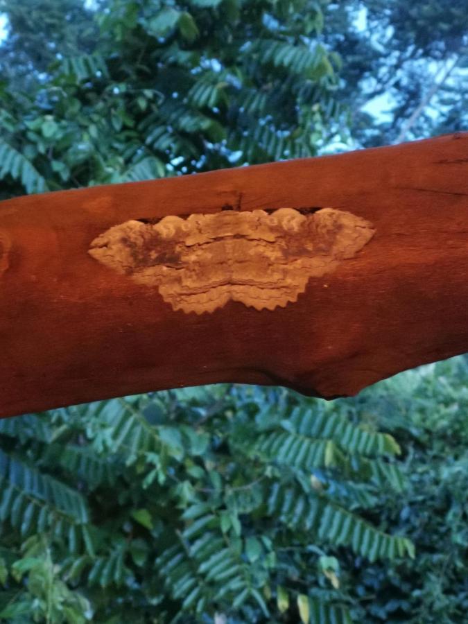 Las Cabezas Grises Barichara Kültér fotó